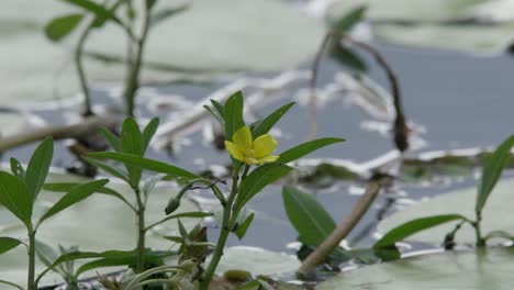 lily pads floating on the water in the afternoon sun