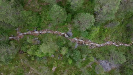 top down static aerial footage showing a small mountain stream in a green forest.