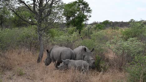 rare family of 3 rhinoceros including a baby