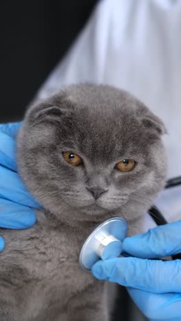 veterinary examination of a scottish fold cat