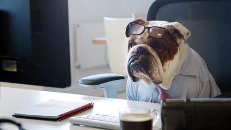 bulldog wearing tie looking at computer screen in office