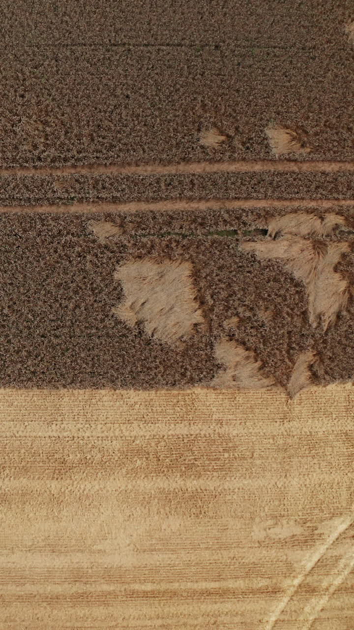 Agricultural farming lands aerial view. Countryside landscapes harvesting by huge combine. Vertical video