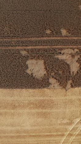 agricultural farming lands aerial view. countryside landscapes harvesting by huge combine. vertical video