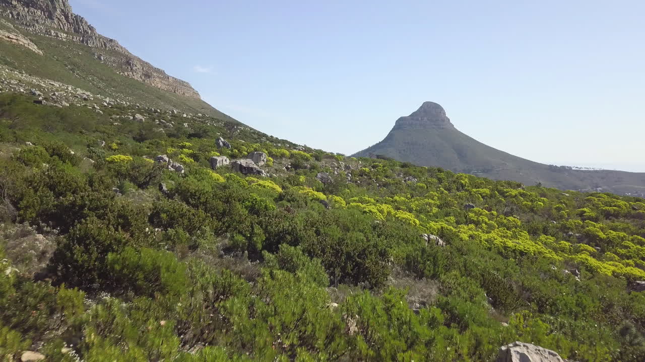 Vuelo de dron a baja altitud sobre veld, arbustos y vegetación al pie de la Montaña de la Mesa, revelando una vista panorámica impresionante de Lion's Head y valles verdes contra el cielo azul y el panorama del Océano Atlántico