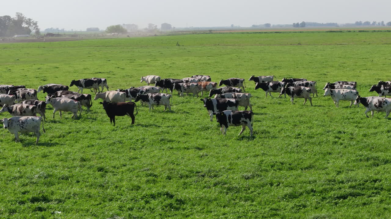 Herd of Cows Grazing in a Green Field