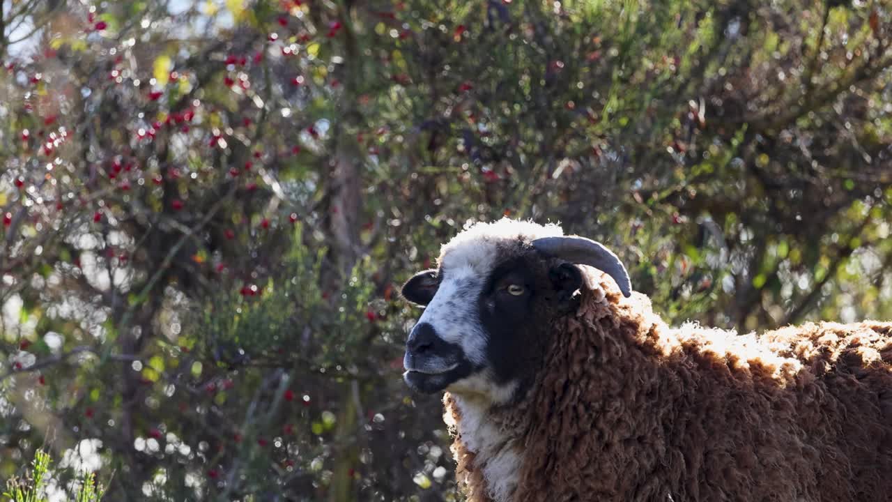 A woolly horned sheep stands calmly in a lush, sunlit environment in Queenstown, New Zealand, captured with steady camera work