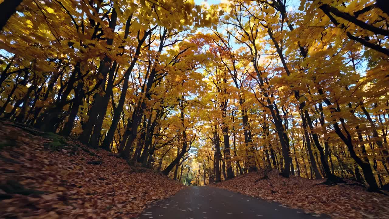 A mesmerizing video captures a low-angle view of a forest path, framed by vibrant autumn leaves