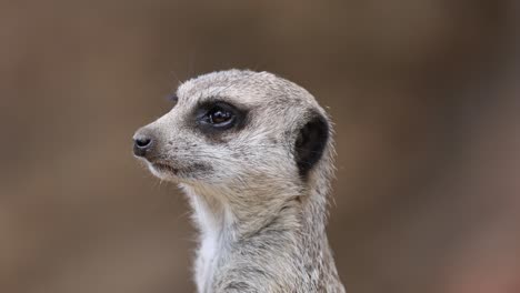 suricata escaneo entorno, alerta y cauteloso