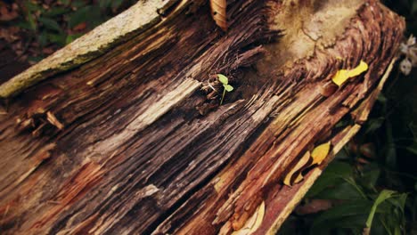 Pequeñas-Hormigas-De-Fuego-Todavía-Caminan-Sobre-Una-Rama-Rota-Del-árbol-Tangarana