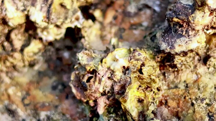 Primo piano estremo che mostra le intricate texture di balani e ostriche attaccati a una roccia.