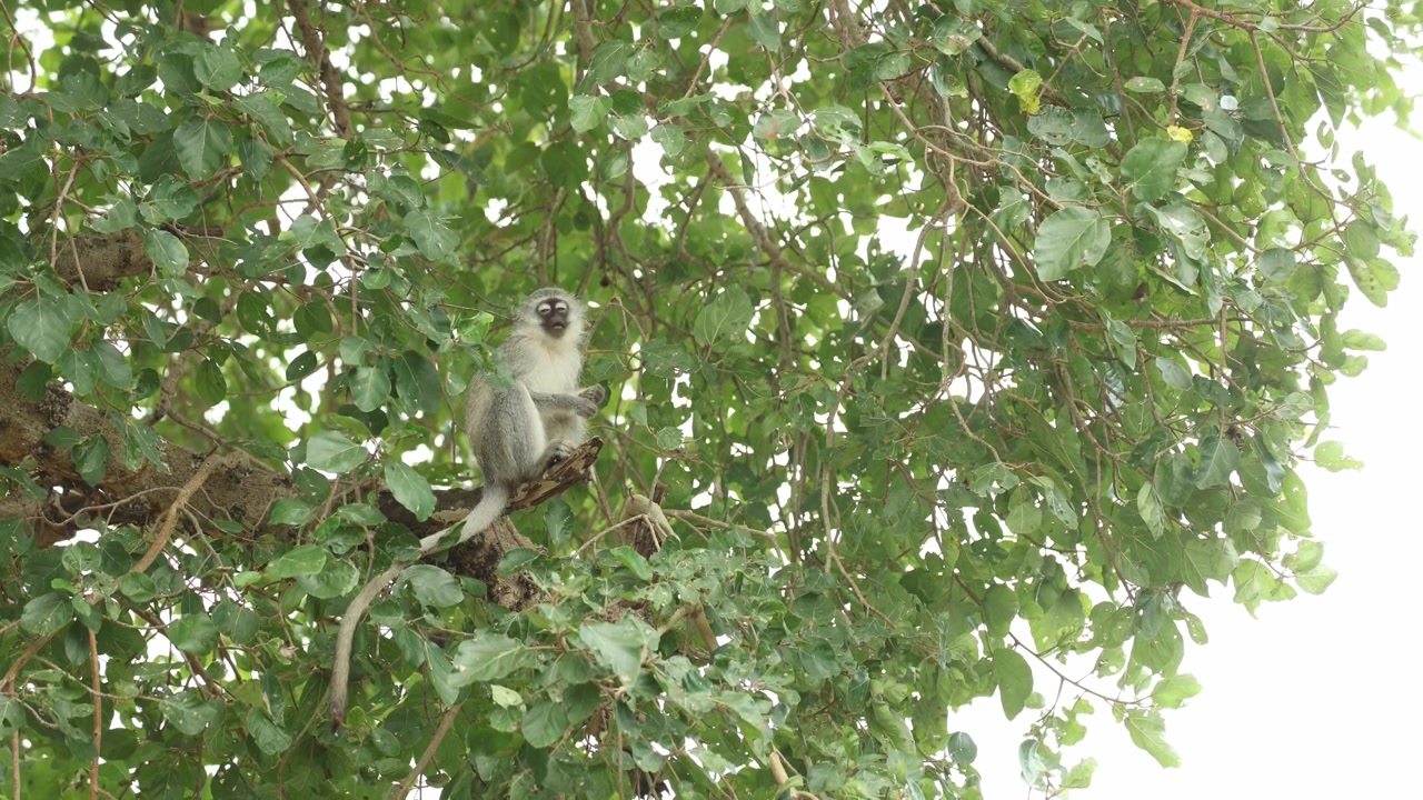 南アフリカのクルーガー国立公園で撮影された、イチジクの木の高いところに座り、熟したイチジクを食べた後、体を掻いているかわいいミドリザル