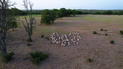 aerial footage of a flock of sheep in a field