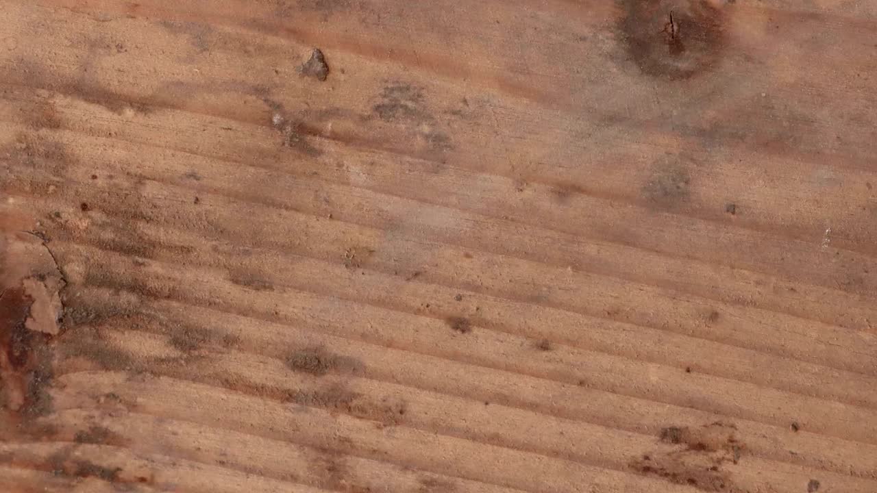 스 모션 애니메이션 나무 텍스처 배경은 불투명 도구 또는 루마 매트를 사용하여 오래된 영화 효과에 유용합니다.