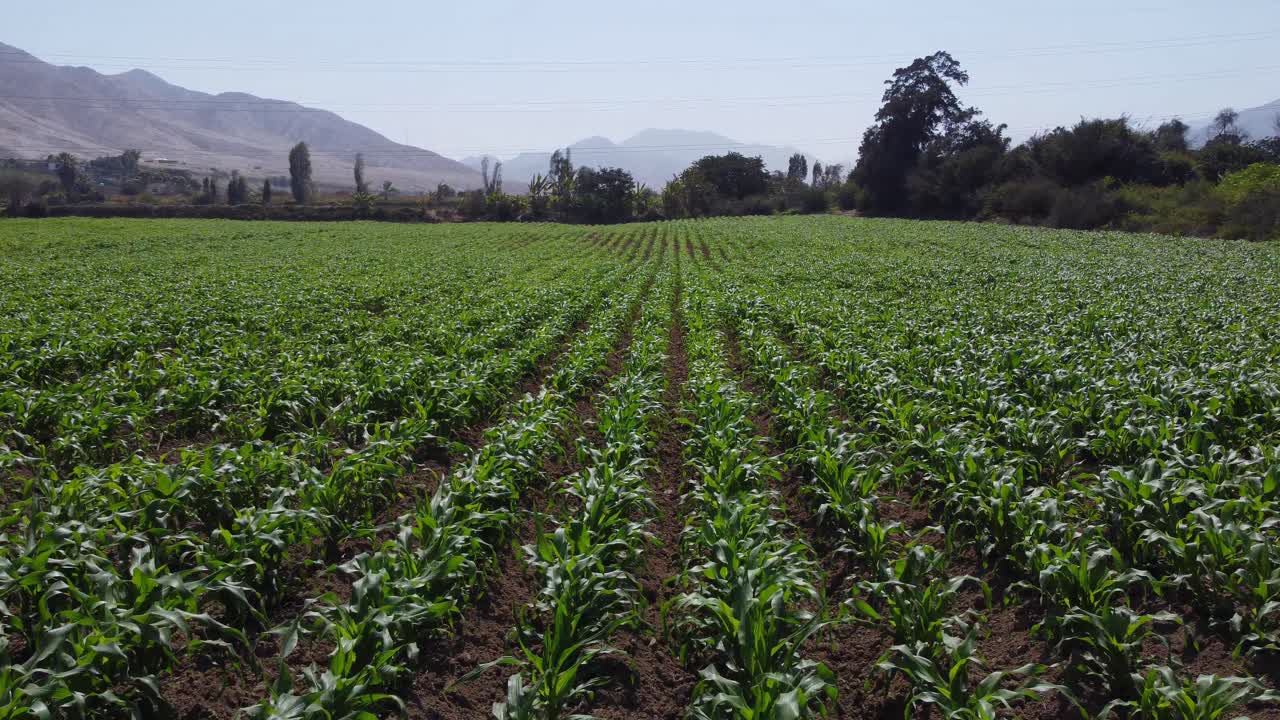 imágenes de drones de un campo de maíz
