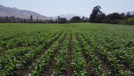 Imágenes-De-Drones-De-Un-Campo-De-Maíz