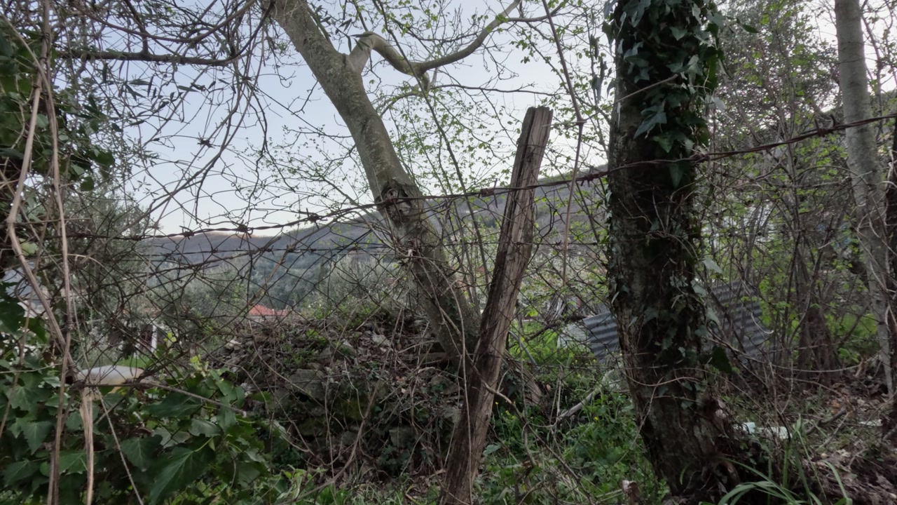 A view of a forest area with trees, overgrown plants, and old fencing. The camera captures the natural surroundings and the soft afternoon light filtering through the foliage.