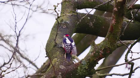 Gran-Pájaro-Carpintero-Moteado-Trepando-Por-Un-árbol