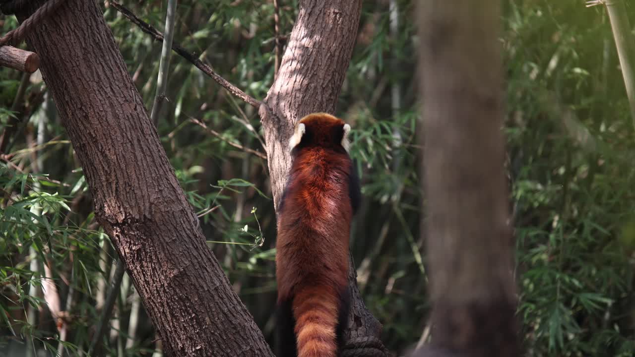 은 판다가 숲 속의 나무 줄기에 올라가고 있다