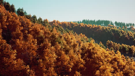 autumn mountain forest landscape