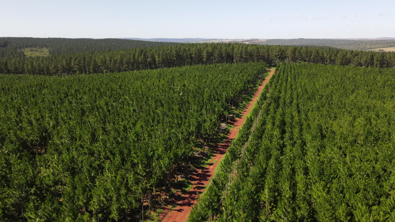 campo de reforestación de pinos en misiones, argentina