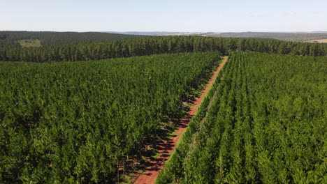 pine reforestation field in misiones, argentina