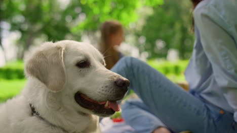 beautiful labrador lying on grass closeup. calm dog resting on lawn outdoors.