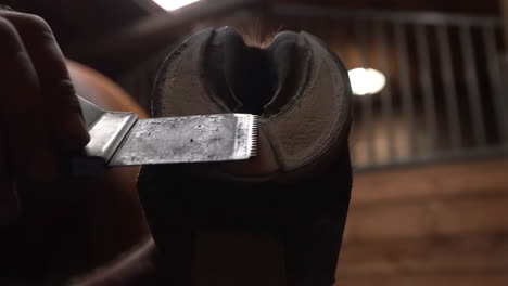 trimming a horse hoof
