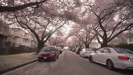 very wide shot of street full of cherry blossom trees