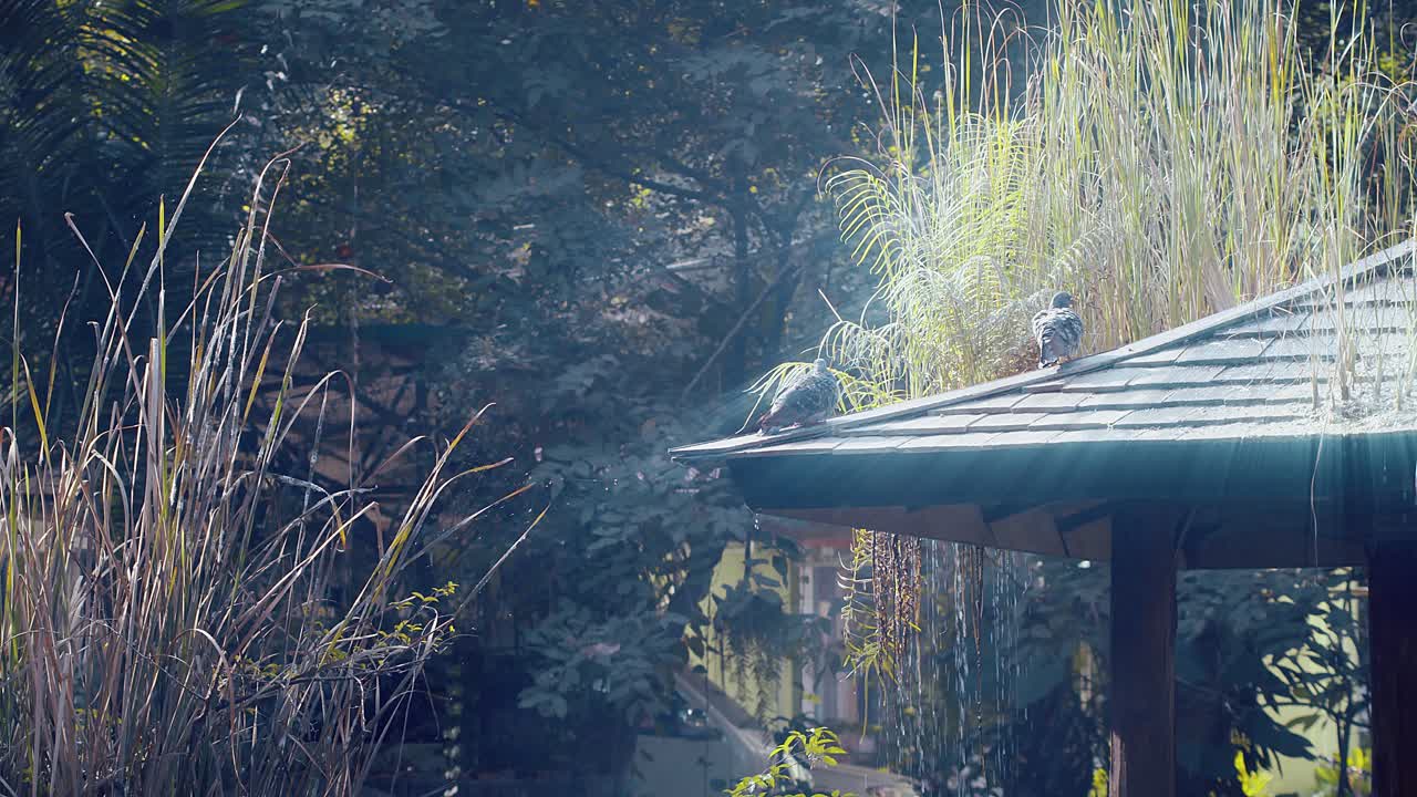 조용하고 평화로운 오아시스에서 비둘기는 연기와 안개와 같은 햇빛 속에서 몸을 다듬고 휴식을 취합니다.