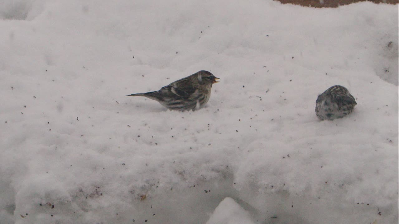 Redpoll eating seeds and defending its territory from another