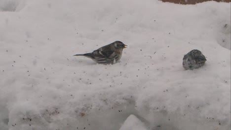 redpoll eating seeds and defending its territory from another