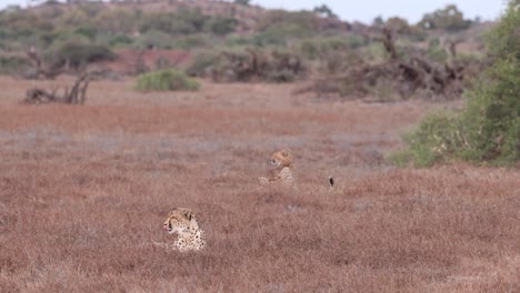 dos guepardos vigilantes tumbados en la hierba en la reserva de caza de mashatu, botswana