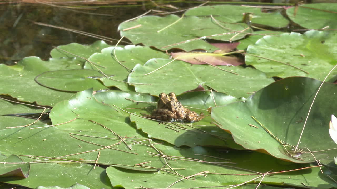 Frogs on Lily Pads
