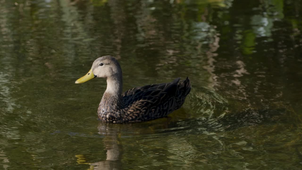 Female mallard hen swimming in water with reflection