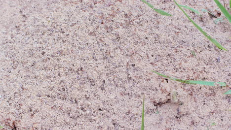 medium shot of a quiet anthill then suddenly many ants swarm defensively to the surface and crawl around