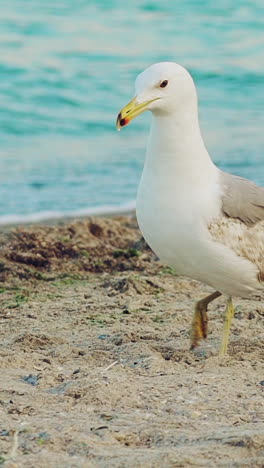 adult seagull is walking along the shore and driving away another seagull from herself on the background of the sea in the summer. slow motion. vertical video
