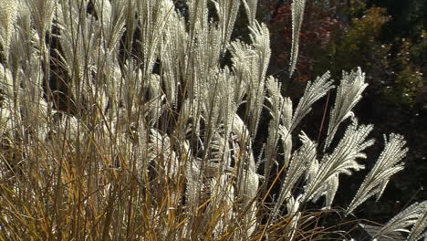 elephant grass blows in the wind as it catches the sunlight