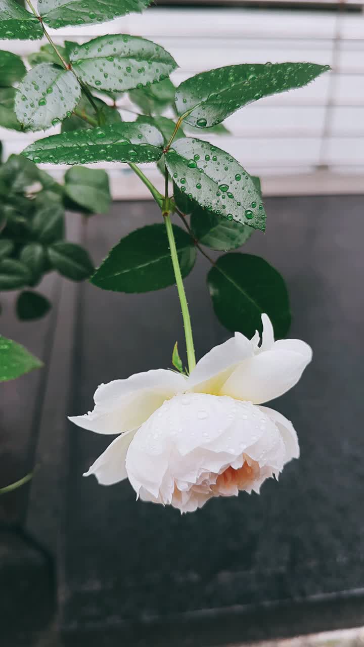 Beautiful White Rose with Dew Drops