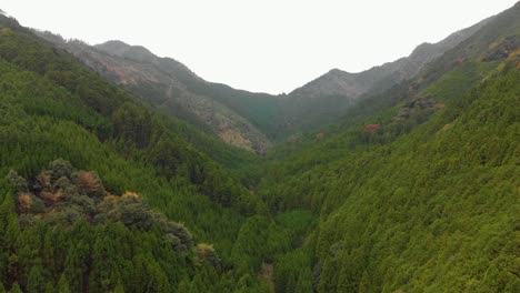 Aerial-drone-through-forested-valley,-Japan