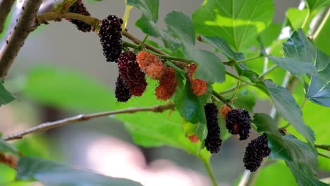 close up of red mulberry tree with black and red fruit