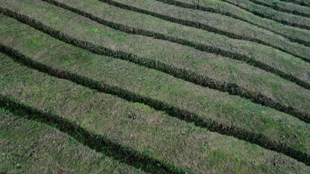 Aerial View of Lush Green Tea Plantation Rows