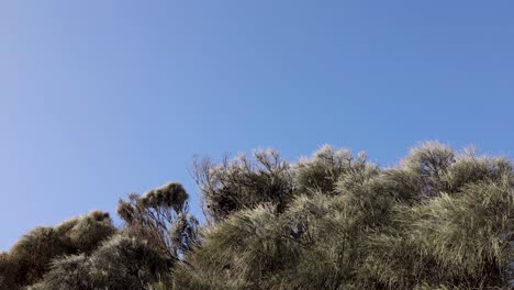 árboles balanceándose bajo un cielo azul claro