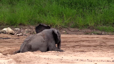 Der-Alberne-Junge-Elefant-Wackelt-Herum,-Während-Er-Sich-Im-Sand-Den-Bauch-Kratzt