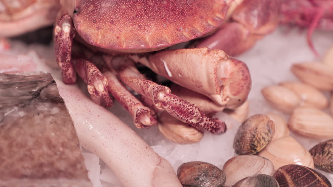 Legs Of The Crab Moves On Top Of The Ice With Clams And Squid On The Background