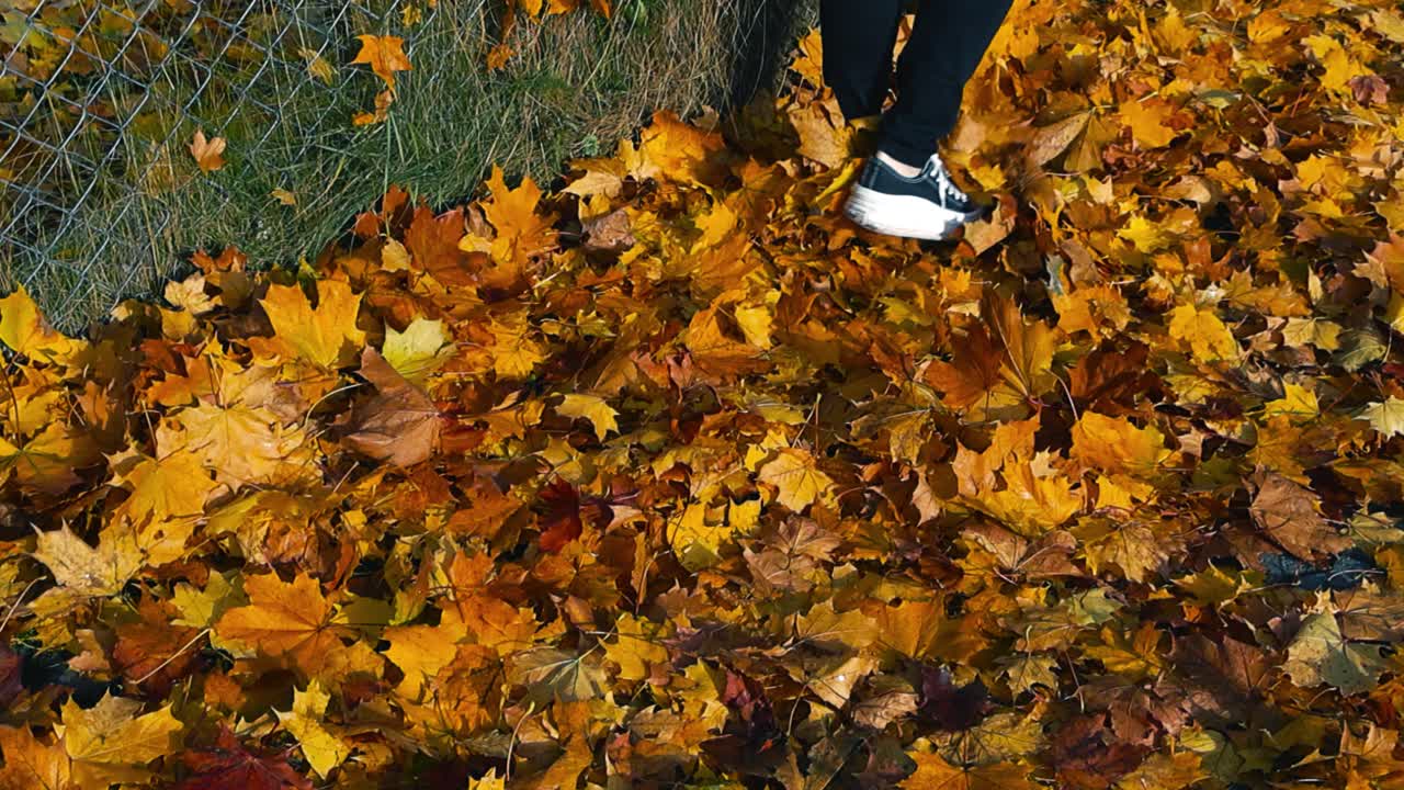 Low angle side view female legs wearing sneakers walking sidewalk, away from camera, through thick carpet of colorful autumn golden maple fallen leaves. With footsteps leaves flying into the air slomo