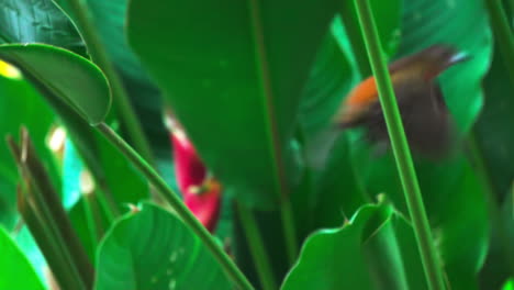 a red breasted tropical bird takes flight from a green leaf in slow motion in punta banco, costa rica