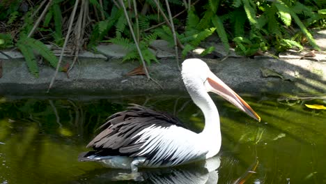 single australian pelican swims in pond and catches fish