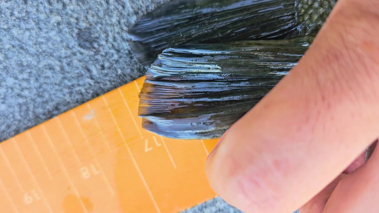 Pescador mide la cola de una lubina de boca pequeña en la cubierta de un barco, mostrando marcas de regla naranjas, escamas mojadas, alfombra gris y documentación en primer plano de la captura de pesca al aire libre