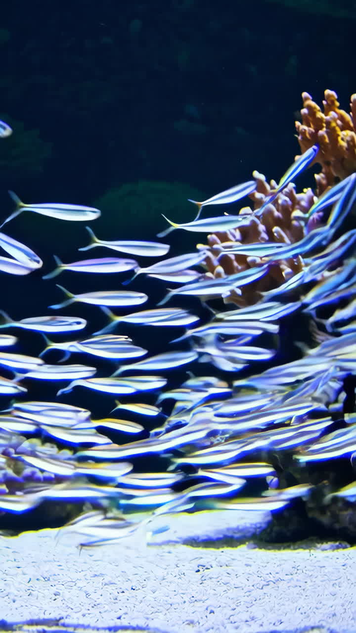 Fiskestim i akvarium