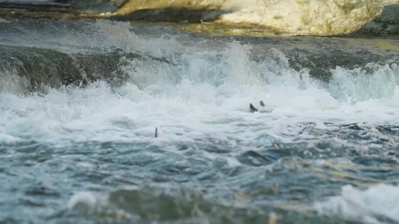 Several salmon fins and tails emerge from the splashing white water as they navigate a shallow rocky ledge. The fast-flowing river currents create a turbulent barrier.